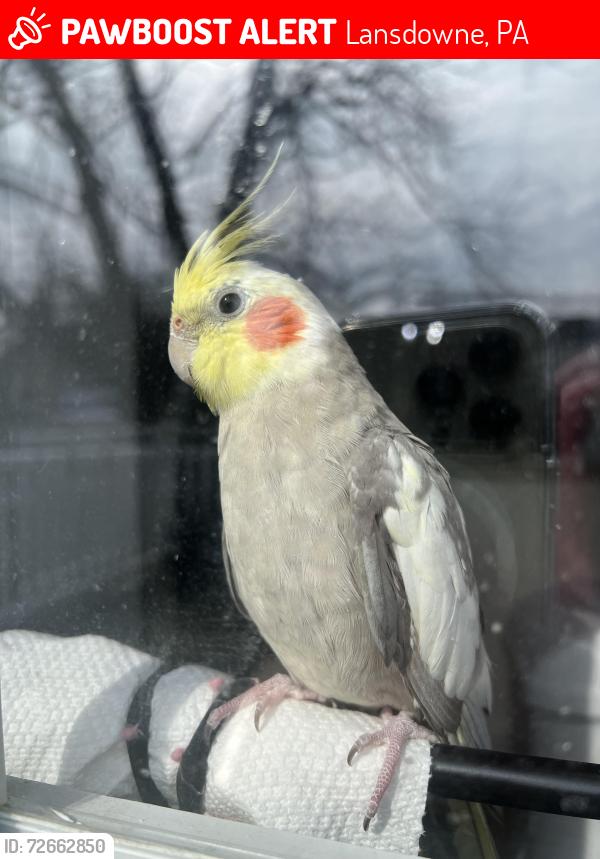 Lost Male Bird last seen Plumstead Ave & Cooper Ave, Lansdowne, PA 19050