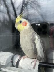 Lost Male Bird last seen Plumstead Ave & Cooper Ave, Lansdowne, PA 19050