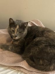 Lost Female Cat last seen Park ridge drive , Indianapolis, IN 46229