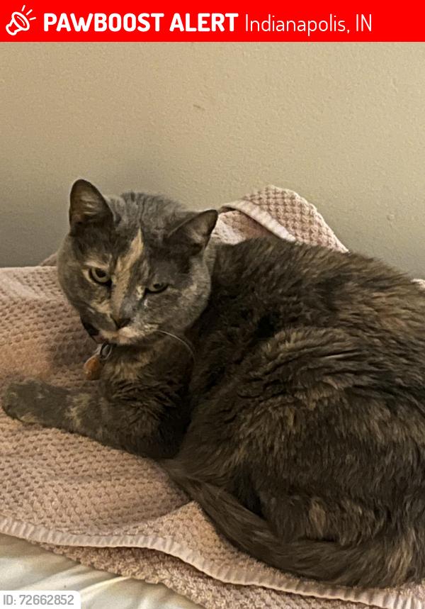Lost Female Cat last seen Park ridge drive , Indianapolis, IN 46229
