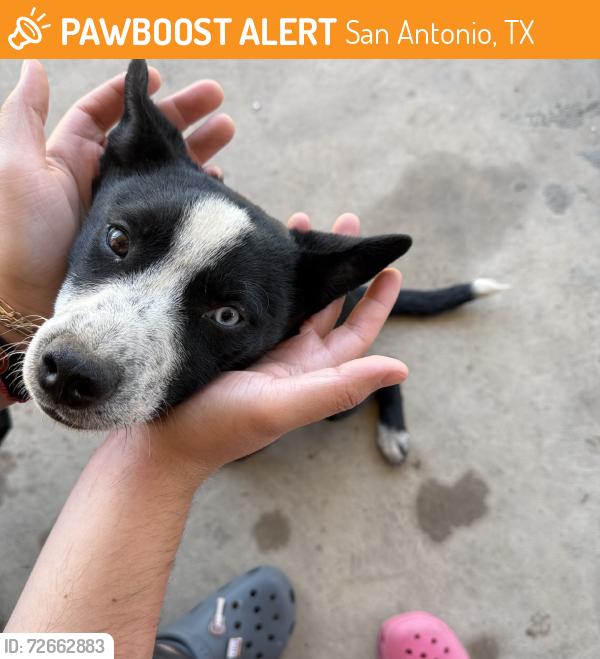 Found/Stray Female Dog last seen Near yellow woodr dr and spring oak dr, San Antonio, TX 78219