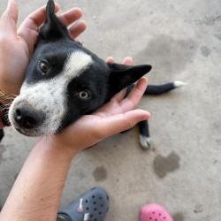 Found/Stray Female Dog last seen Near yellow woodr dr and spring oak dr, San Antonio, TX 78219