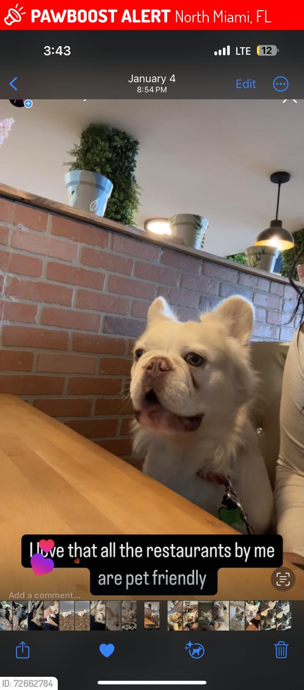 Lost Male Dog last seen North Miami, North Miami, FL 33161