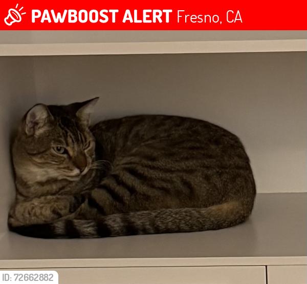 Lost Male Cat last seen Laureen and Los Altos, Fresno, CA 93710