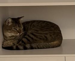 Lost Male Cat last seen Laureen and Los Altos, Fresno, CA 93710