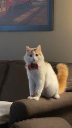 Lost Male Cat last seen Near Paul Revere, Laredo, TX 78046