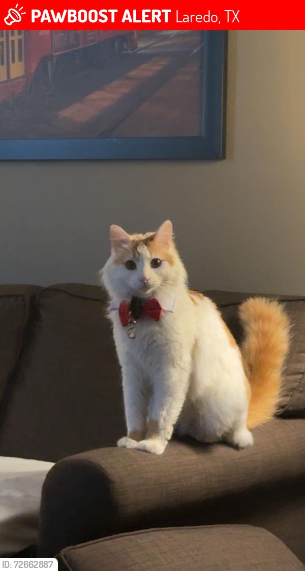Lost Male Cat last seen Near Paul Revere, Laredo, TX 78046