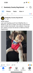 Lost Male Dog last seen Trains tracks by Houges Market, Bellevue, OH 44811