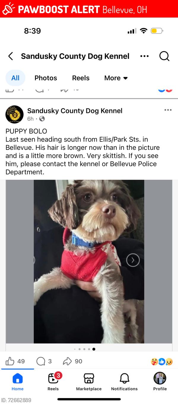 Lost Male Dog last seen Trains tracks by Houges Market, Bellevue, OH 44811