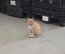 Lost Female Cat last seen Los Alamitos Blvd & Cerritos, Los Alamitos, CA 90720