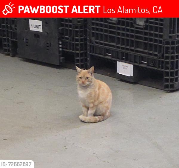 Lost Female Cat last seen Los Alamitos Blvd & Cerritos, Los Alamitos, CA 90720