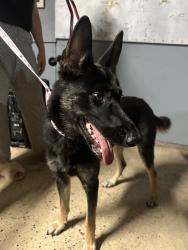 Found/Stray Female Dog last seen Alondra blvd, Compton, CA 90221