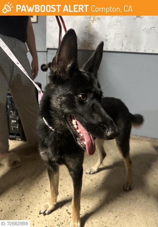Found/Stray Female Dog last seen Alondra blvd, Compton, CA 90221