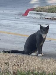 Found/Stray Unknown Cat last seen AMLI Covered Bridge Drive off of highway 71, Austin, TX 78735