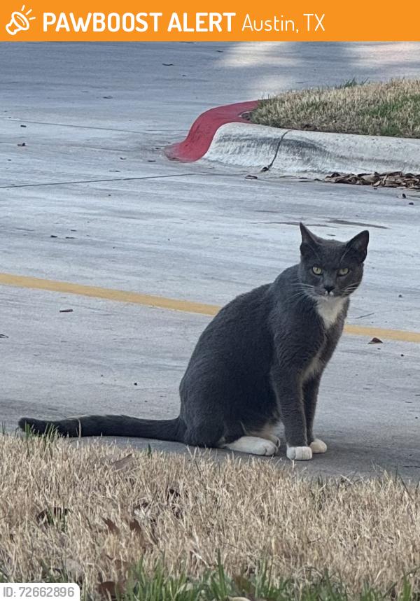 Found/Stray Unknown Cat last seen AMLI Covered Bridge Drive off of highway 71, Austin, TX 78735
