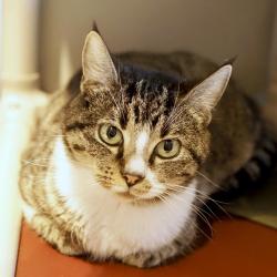 Lost Female Cat last seen Wells Branch Pky & Thomas Sinclair Blvd. , Austin, TX 78728