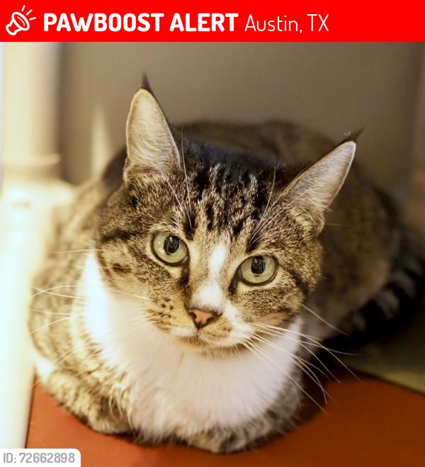Lost Female Cat last seen Wells Branch Pky & Thomas Sinclair Blvd. , Austin, TX 78728