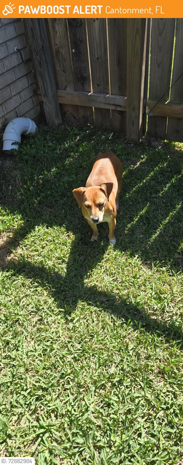Found/Stray Female Dog last seen Whitt Dr, Cantonment, FL 32533
