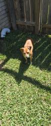 Found/Stray Female Dog last seen Whitt Dr, Cantonment, FL 32533