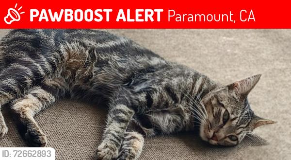 Lost Female Cat last seen Alondra and paramount, Paramount, CA 90723