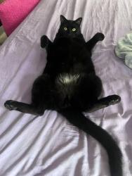 Lost Male Cat last seen Harrison,OH, Harrison, OH 45030