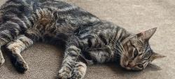 Lost Female Cat last seen Alondra and paramount, Paramount, CA 90723