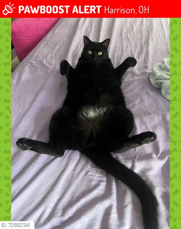 Lost Male Cat last seen Harrison,OH, Harrison, OH 45030