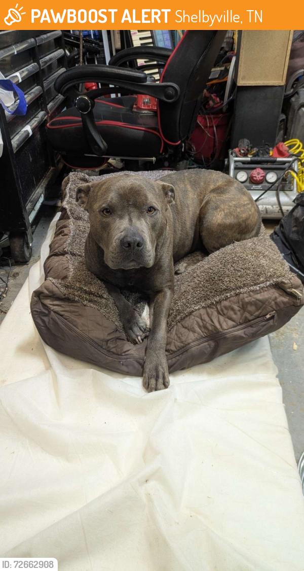 Found/Stray Male Dog last seen Warner bridge road, Shelbyville, TN 37160