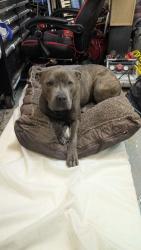 Found/Stray Male Dog last seen Warner bridge road, Shelbyville, TN 37160