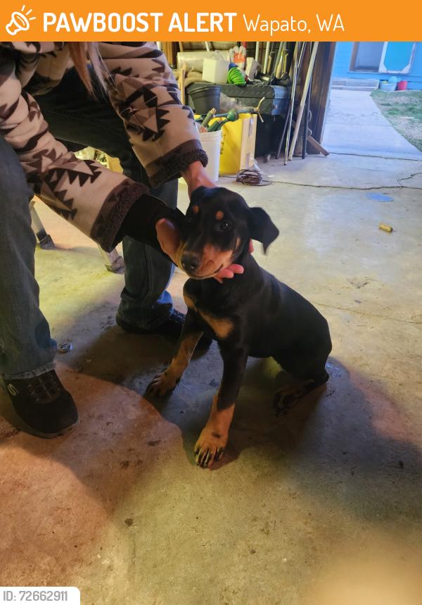 Found/Stray Female Dog last seen West Parker heights rd. Yakima valley, Wapato, WA 98951