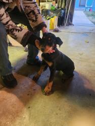 Found/Stray Female Dog last seen West Parker heights rd. Yakima valley, Wapato, WA 98951