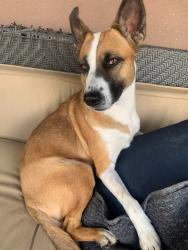 Lost Female Dog last seen Grant and alvernon, Tucson, AZ 85712