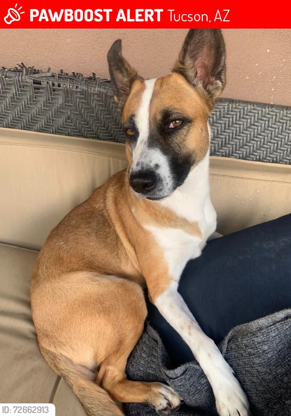 Lost Female Dog last seen Grant and alvernon, Tucson, AZ 85712