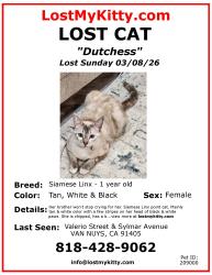 Lost Female Cat last seen Valerio and Sylmar, Los Angeles, CA 91405