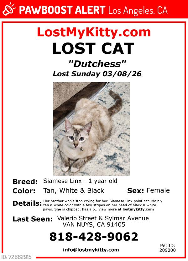Lost Female Cat last seen Valerio and Sylmar, Los Angeles, CA 91405