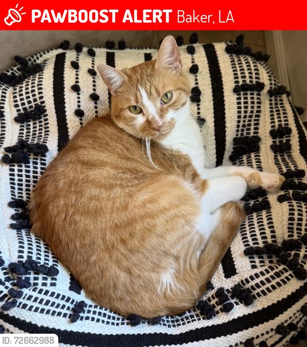 Lost Male Cat last seen Cypress st , Baker, LA 70714