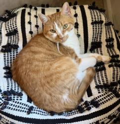 Lost Male Cat last seen Cypress st , Baker, LA 70714