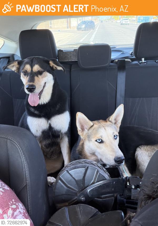 Found/Stray Female Dog last seen Pete’s Fish and Chips, Phoenix, AZ 85034