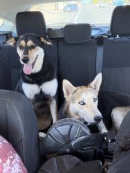 Found/Stray Female Dog last seen Pete’s Fish and Chips, Phoenix, AZ 85034