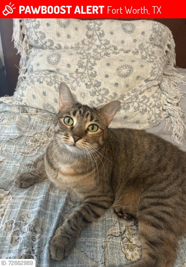 Lost Female Cat last seen last seen near fitness connection on hulen, Fort Worth, TX 76132
