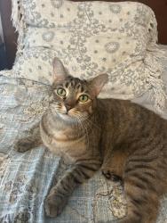Lost Female Cat last seen last seen near fitness connection on hulen, Fort Worth, TX 76132