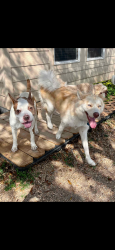 Lost Female Dog last seen Meandering lane , Corpus Christi, TX 78413