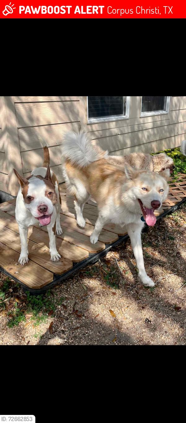 Lost Female Dog last seen Meandering lane , Corpus Christi, TX 78413