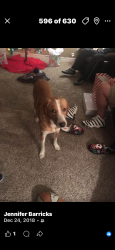 Lost Male Dog last seen pioneer rd & Newsom, Mesquite, TX 75149