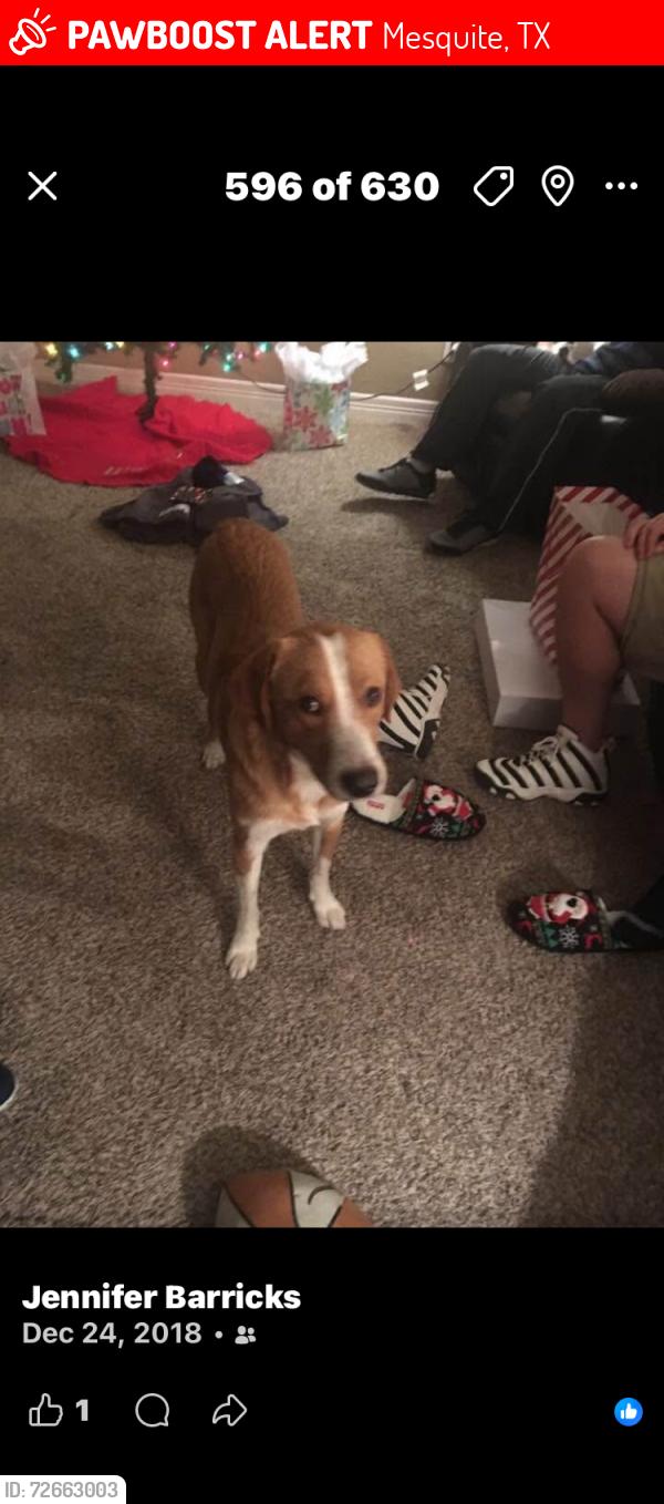 Lost Male Dog last seen pioneer rd & Newsom, Mesquite, TX 75149