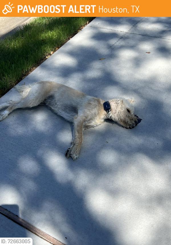 Found/Stray Unknown Dog last seen Longenbough and Barkwr cypress , Houston, TX 77095