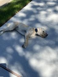 Found/Stray Unknown Dog last seen Longenbough and Barkwr cypress , Houston, TX 77095
