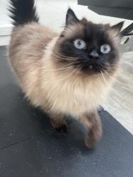 Lost Male Cat last seen S 1000 E just north of 3300 S, Millcreek, UT 84106