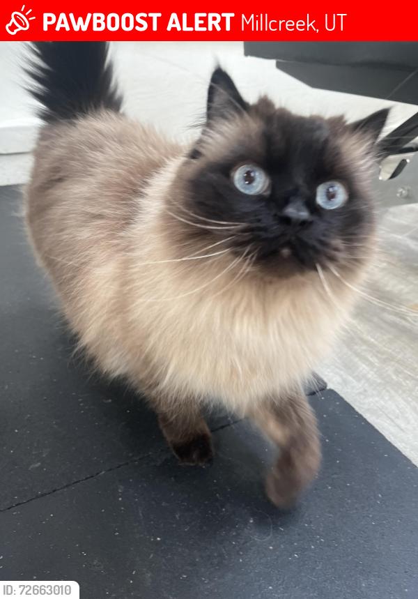 Lost Male Cat last seen S 1000 E just north of 3300 S, Millcreek, UT 84106