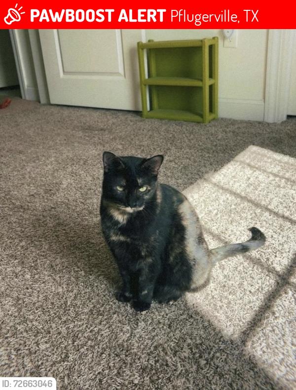 Lost Female Cat last seen Greenwood neighborhood , Pflugerville, TX 78660